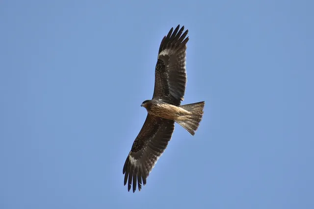 Pigeon River Videos
