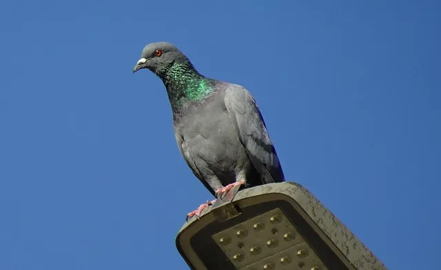Meaning and Leadership in the Pigeon