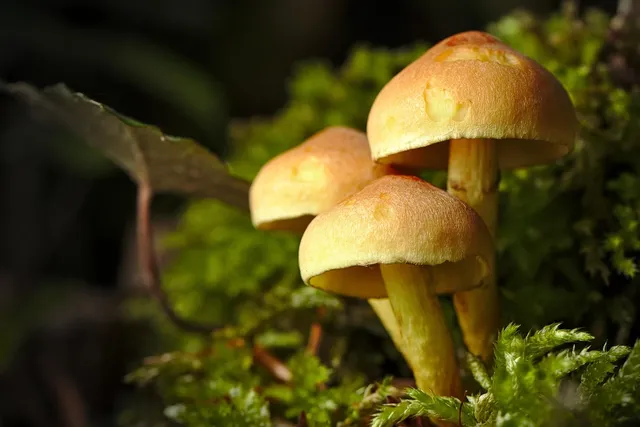 A Forest Up Close